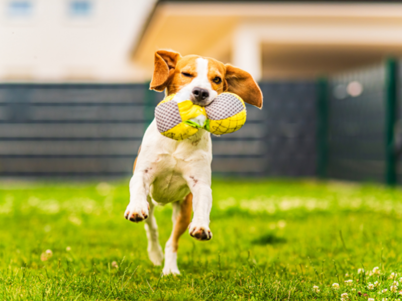 Cosa mangiano i cani per stare bene? Consigili Alimentari per il tuo Cane Amici e Natura iTALIA Cosa mangiano i cani per stare bene? Consigili Alimentari per il tuo Cane Amici e Natura iTALIA